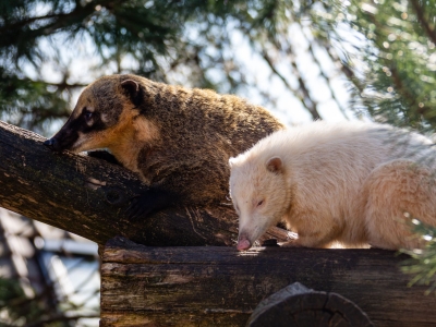 South American coati - De Zonnegloed - Animal park - Animal refuge centre 